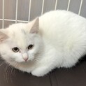 まるちゃん、白い子猫　人馴れOKです
