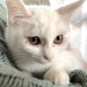 まるちゃん、白い子猫　人馴れOKです サムネイル2