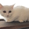 まるちゃん、白い子猫　人馴れOKです サムネイル3