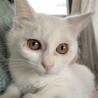 まるちゃん、白い子猫　人馴れOKです サムネイル4