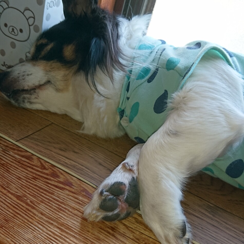 ロンのカバー写真