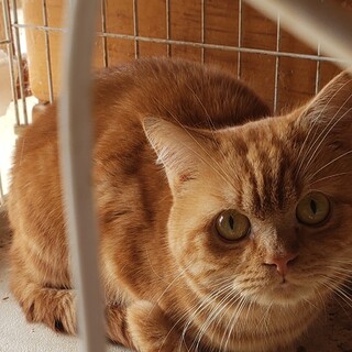 レスキューされた立ち耳スコ、穏やかな子です。