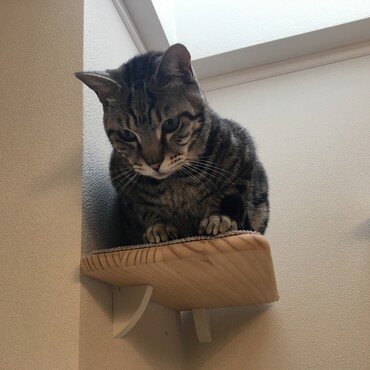 あの黒猫、イライラする！！！の顔。
