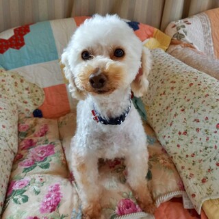 お見合いが決まりましたので一旦ストップします