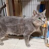 グレー猫 メロンくん サムネイル2