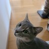 グレー猫 メロンくん サムネイル3