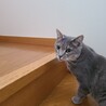 グレー猫 メロンくん サムネイル4