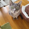 グレー猫 メロンくん サムネイル5