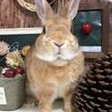 ネザーランド・オレンジのうさぎさんです