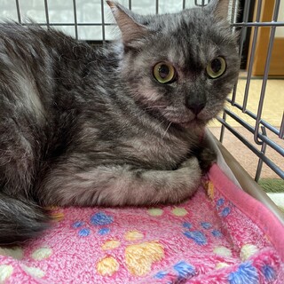 【2/28譲渡会】毛が長い＆グリーンアイ♂