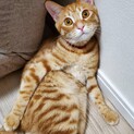 茶トラ　女の子　約1歳