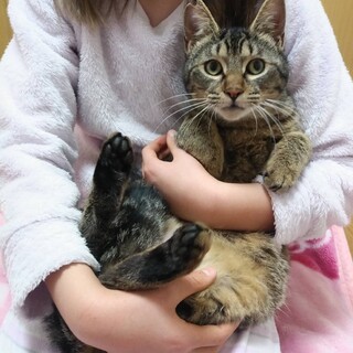 人馴れしています。ハンサムな男の子