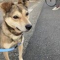 素敵な里親さんに♥ミニーちゃん