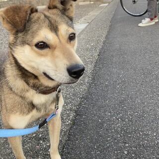 素敵な里親さんに♥ミニーちゃん
