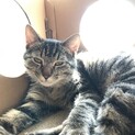 ７ヶ月くらいの雄キジトラくん