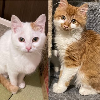 【里親さま決定】茶白長毛&白茶短毛の女の子