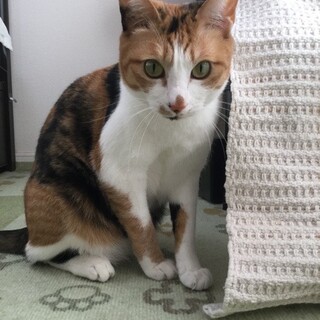 おしゃべり上手なおんなのこ、アンズです♡