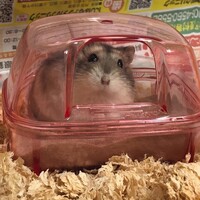 こうめ