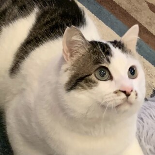癒し系ムッチリ男子、ノブくん。