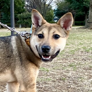 人馴れ急上昇中☆7ヶ月のバンビちゃん