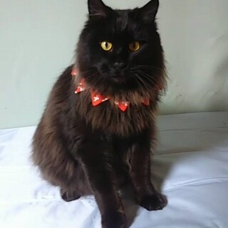 【2/28東銀座】ノブルくん　長毛　3歳弱♪