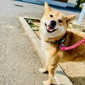 かなりおっとりした柴犬