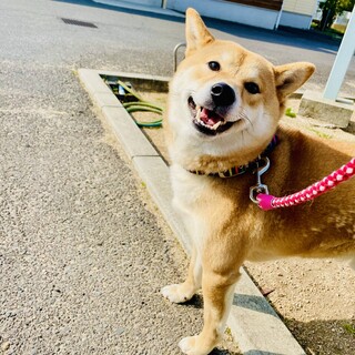 かなりおっとりした柴犬