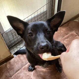 由良之助（ハンデあり）