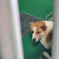 優しいマロンあったか家族募集✩.*˚