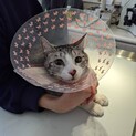 【トライアル決定】サバ白ぽっちくん