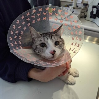 【トライアル決定】サバ白ぽっちくん