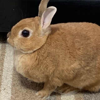 ネザーランドワーフ　里親募集！