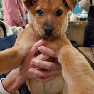 保護っこ♪ことこちゃん♪里親絶賛募集中！