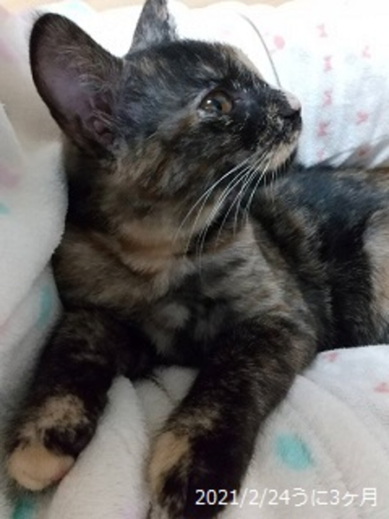 撫でられるの大好き　サビ猫うにちゃん　4ヵ月 サムネイル1