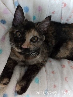 撫でられるの大好き　サビ猫うにちゃん　4ヵ月 サムネイル3