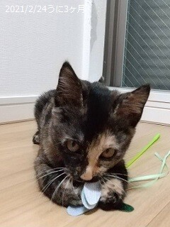 撫でられるの大好き　サビ猫うにちゃん　4ヵ月 サムネイル4