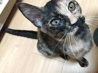 撫でられるの大好き　サビ猫うにちゃん　4ヵ月 サムネイル2