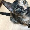 撫でられるの大好き　サビ猫うにちゃん　4ヵ月 サムネイル2
