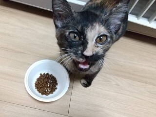 撫でられるの大好き　サビ猫うにちゃん　4ヵ月 サムネイル5