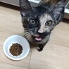 撫でられるの大好き　サビ猫うにちゃん　4ヵ月 サムネイル5