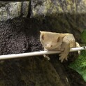 【一時停止中です】