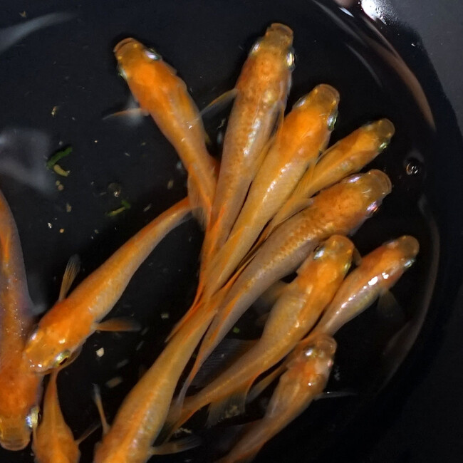 コジコジ365のカバー写真