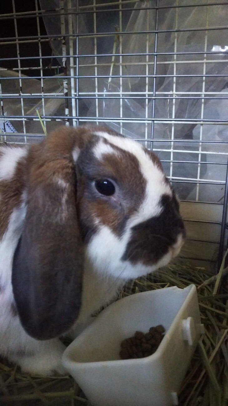 保護うさぎ ミニロップ去 東京都 小動物の里親募集 ペットのおうち 月間利用者150万人