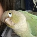 ウロコインコ   大切に飼育して頂ける方募集中です