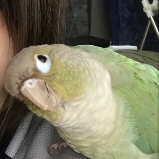 ウロコインコ   大切に飼育して頂ける方募集中です