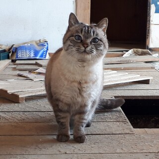 トライアル決定！浸水被害住居に残された猫たち③