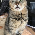 棄てられてた猫の里親募集