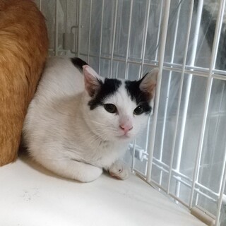 緊急‼️多頭飼育崩壊現場から❗️