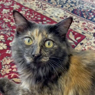 【2/28譲渡会】長毛美猫