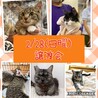 【2/28譲渡会】長毛美猫 サムネイル3